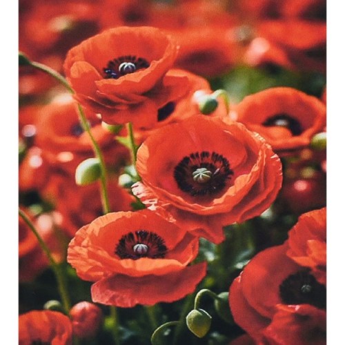 Набір з алмазною мозаїкою «Чарівність червоних маків» 30х40 см, ТМ Strateg