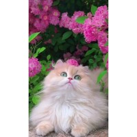 Набір з алмазною мозаїкою «Квітковий друг» 30х40 см, ТМ Strateg